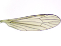 Ellipteroides lateralis